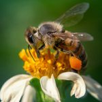 حقایق جذاب از دنیای ناشناخته ی زنبورها
