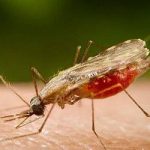 روز جهانی مالاریا و حقایق تلخش