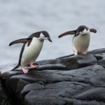 روز جهانی پنگوئن های پر رمز و راز
