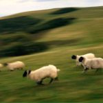 ۱۳۰ سال قبل چه اتفاقی افتاد که «گوسفندها» دیوانه شدند؟!