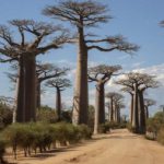 محققان راز «درخت حیات» را کشف کردند